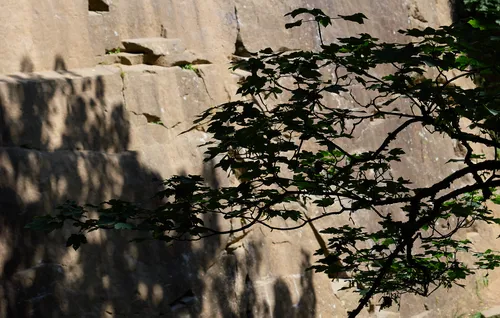 In this nature photograph, the main subject is a leafy branch set prominently against the backdrop of an old stone quarry wall. The image captures the scene in the early afternoon of a summer day, with sunlight filtering through the trees and casting intricate shadows across the stone surface. The play of light and shadow emphasizes the textures of both the quarry wall and the foliage, highlighting the calm, warm atmosphere typical of summer. The composition draws attention to the delicate details of the branches and leaves, while the shaded areas add depth and interest to the photograph.